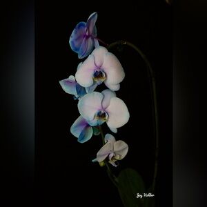 White and Blue Orchid Wall Art Print 8x10